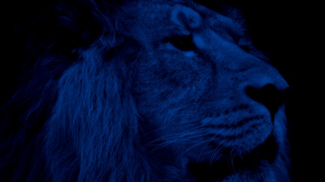 狮子的脸在晚上特写视频下载