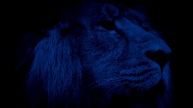大狮子在晚上四处看视频下载