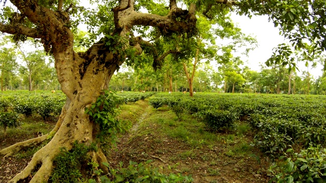 很多采茶工人在种植园工作，老猴子爬上阿萨姆邦视频下载