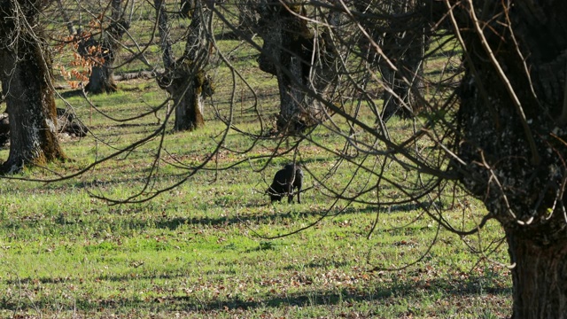 草原上春天的伊比利亚猪视频素材