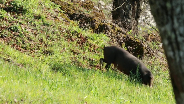 草原上春天的伊比利亚猪视频素材