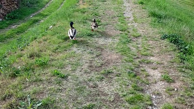 美丽的行走鸭子视频素材