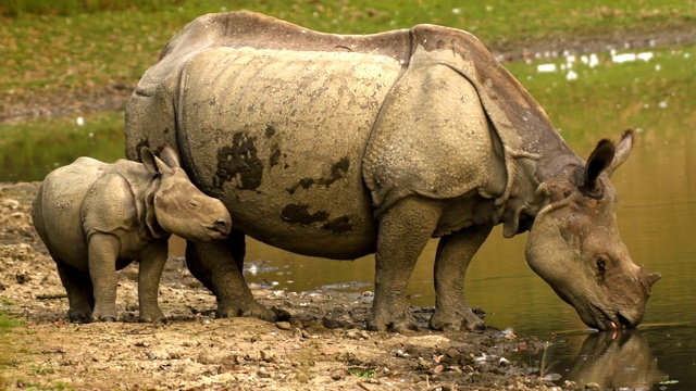 一只印度角犀牛(独角犀牛)和一只小犀牛在河边喝水视频下载