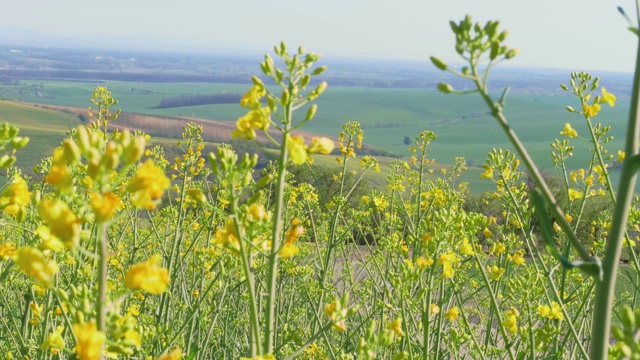 在阳光明媚的日子里，黄色的菜籽油花和蜜蜂在微风中飞舞，背景是绿色的田野。在春天开花的油菜籽视频素材