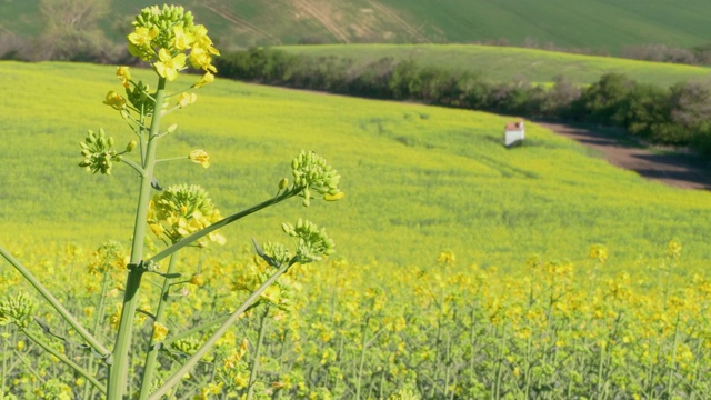 在阳光明媚的春日的微风与黄色和绿色的山丘和小教堂的背景菜籽油花的特写。油菜开花视频素材