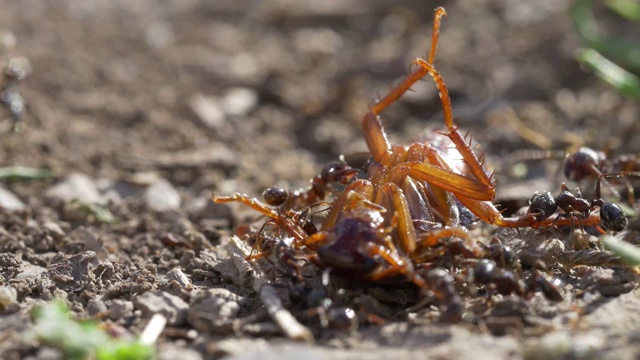 蟑螂和蚂蚁视频素材