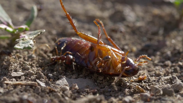 蟑螂和蚂蚁视频素材
