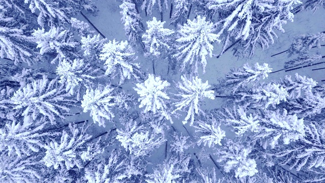 美丽的冬天雪年轻的松林鸟瞰图与相机变焦在全高清FHD相机视频下载