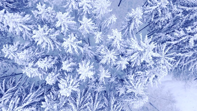 空中从上到下的相机缩放视频美丽的蓝色冬季松树雪林在全高清视频下载