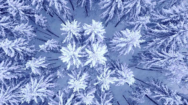 在美丽的蓝色冬天的森林里，没有人的雪后的年轻松树的树梢上的相机旋转视频下载