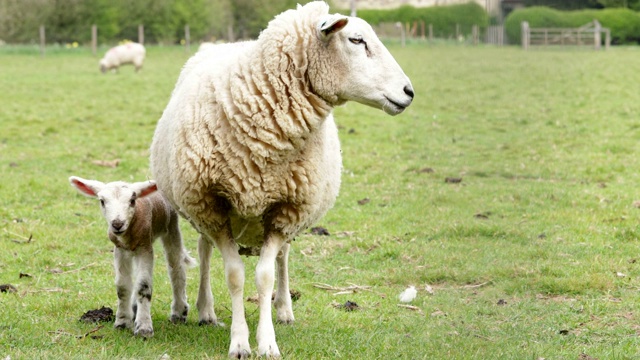 小羊和妈妈在春天的农田里视频下载