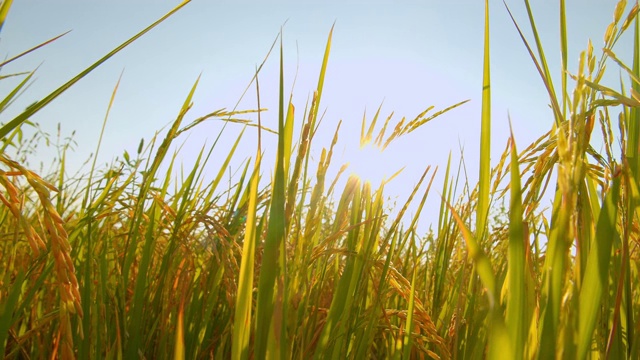 4k亞洲自然稻田傍晚與陽光的鏡頭視頻素材