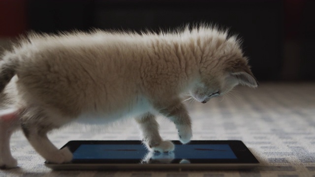 一个可爱的毛茸茸的小猫在地板上玩平板电脑的特写视频下载