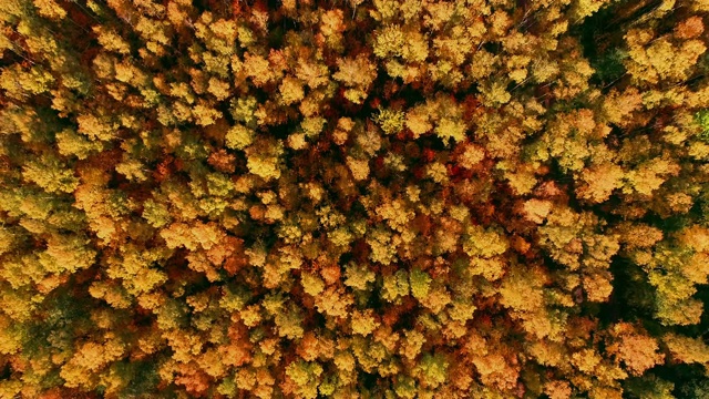 夕陽下美麗的歐洲秋天森林視頻素材