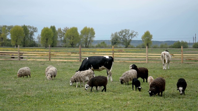 奶牛和绵羊在农场的绿色草地上视频下载