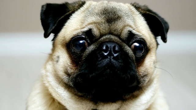 一个可爱的哈巴狗的肖像与滑稽的嘴视频下载