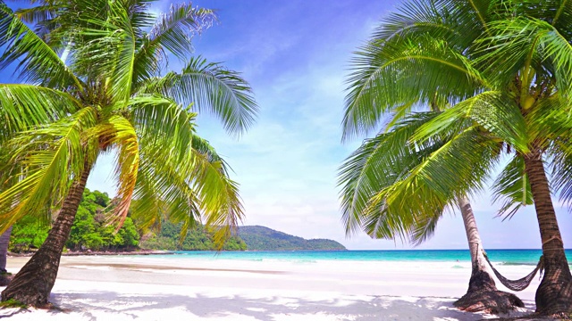 棕榈树门到热带海滩视频下载