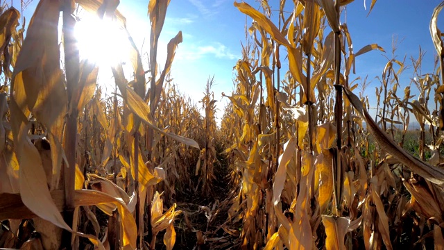 在日出的玉米地里，用电影吊车拍摄视频素材