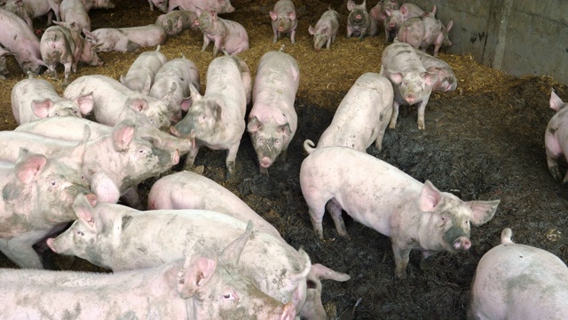 农场里的猪视频素材