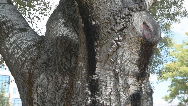 大的老桦树(桦树属)纹理与脂肪树皮和切断的树枝与标记近视频下载