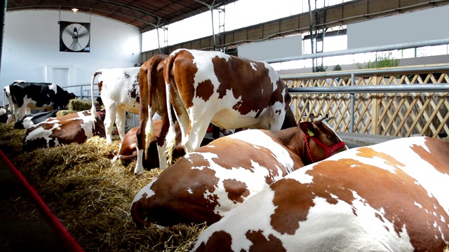 西门塔尔奶牛在谷仓里视频下载