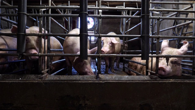 农场里的猪视频素材