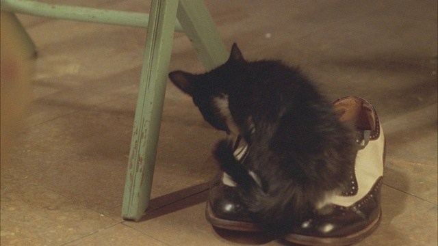 黑白小猫或家猫站在黑白男式服装或舞鞋上的近角度。视频下载