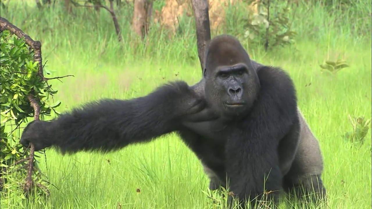 雄性大猩猩抓樹枝，萊西奧-洛納野生動物保護區，剛果，非洲視頻素材