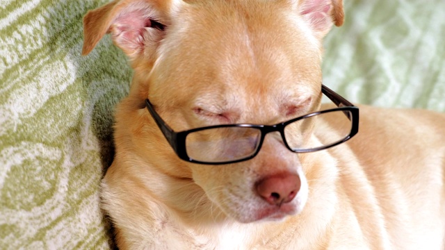 戴眼镜的狗。教育的概念视频下载