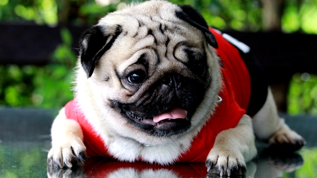 快乐的狗哈巴狗品种微笑与滑稽的脸在绿色的草地上的花园，纯种哈巴狗健康的概念视频下载