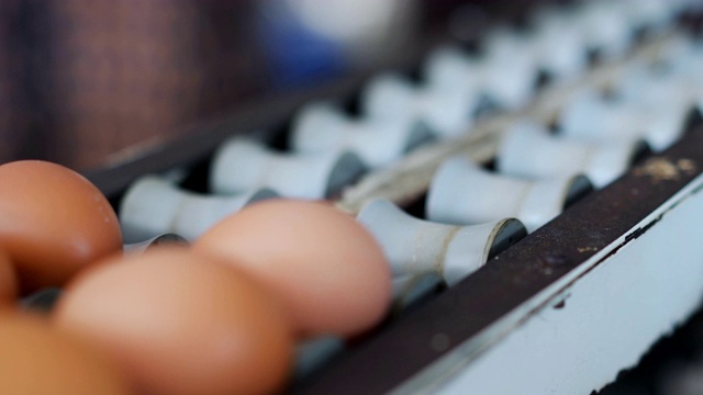 一个家禽饲养场的4K箱新鲜鸡蛋。视频下载