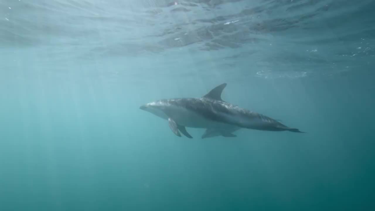 新西兰蓝海中的海豚和幼崽视频购买