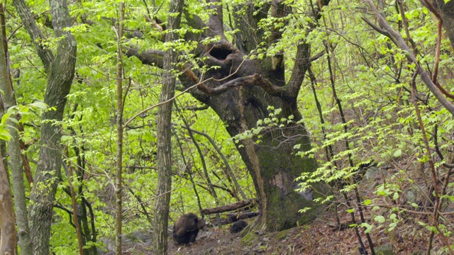 在韩国庆尚南道Jirisan(韩国第二高的山)树洞里的亚洲黑熊幼崽和它的家人在地面上视频下载