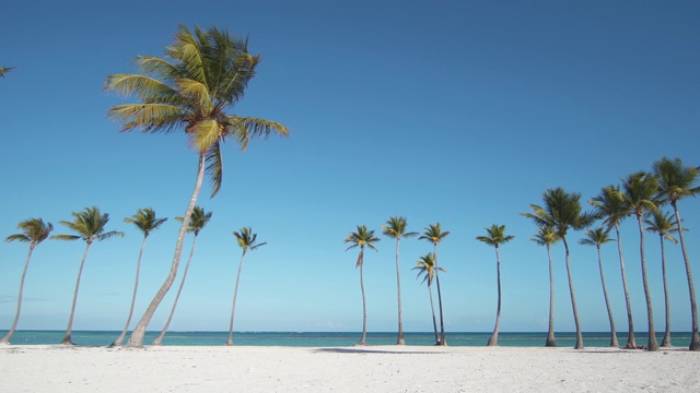 手掌一行。蓝色的天空。白色的沙子。多米尼加共和国的胡安尼约海滩。世界上最好的海滩。异国情调的沙滩，棕榈树，加勒比海视频素材