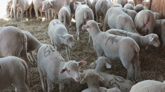 绵羊农场视频素材