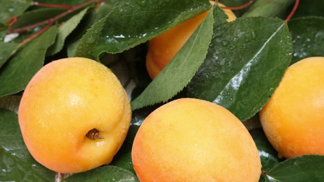 鲜湿杏子与水珠和树枝视频下载