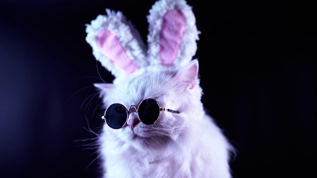 滑稽的猫肖像在时尚的太阳镜和柔软的兔子耳朵。工作室的片段。豪华的家猫在眼镜摆姿势在黑色的背景。视频下载