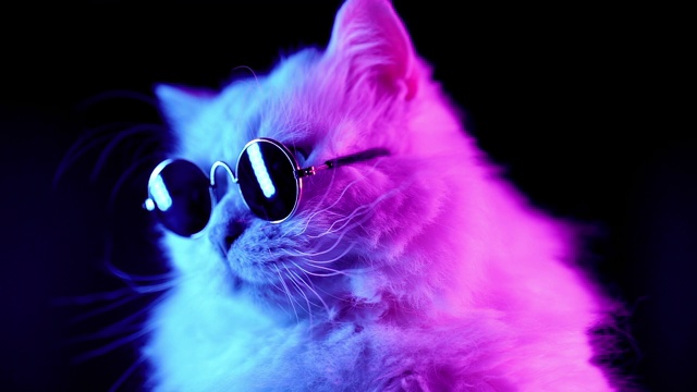 白色毛茸茸的猫在时尚眼镜肖像。工作室霓虹灯镜头。豪华的家猫在眼镜摆姿势在黑色的背景。视频下载
