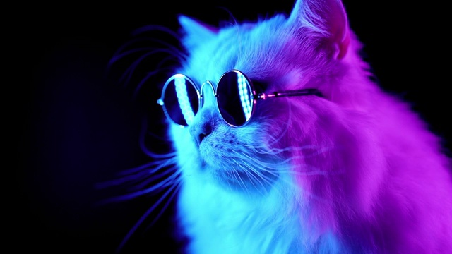 白色毛茸茸的猫在时尚眼镜肖像。工作室霓虹灯镜头。豪华的家猫在眼镜摆姿势在黑色的背景。视频下载