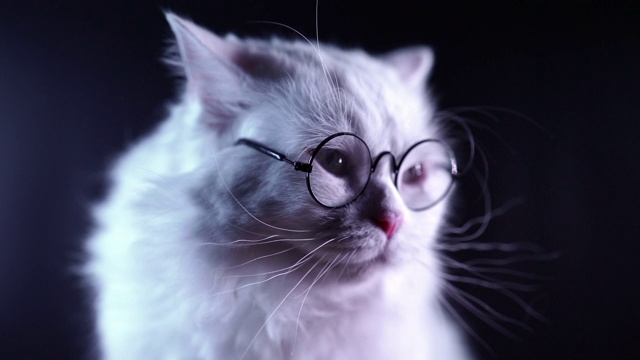 高地直毛绒绒的猫的肖像与长头发和圆形眼镜。时尚，风格，酷的动物概念。工作室的片段。黑色背景上的白色小猫。视频下载