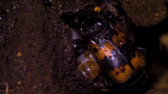 韩国江原道，埋葬甲虫(Nicrophorus quadripunctatus Kraatz)离开其幼虫的一侧视频下载