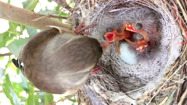 鸟妈妈喂宝宝的背景视频素材