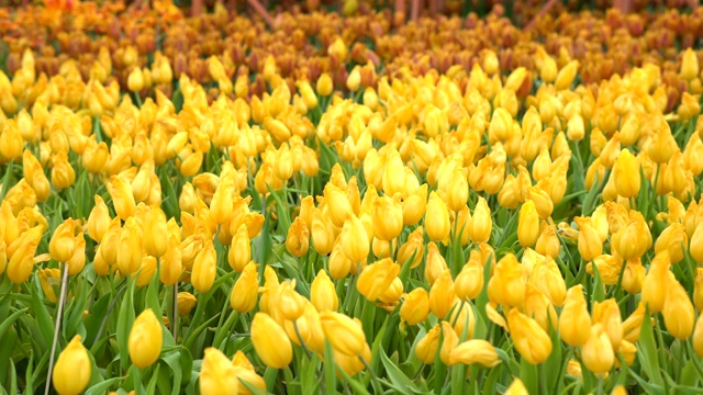 全景:绿色花园中的黄色郁金香视频下载