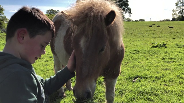 一个小男孩在郁郁葱葱的草地上给一只设得兰矮种马梳理毛发视频下载