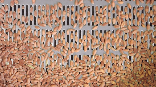麦粒的粒度分析过程在振动筛上进行视频下载