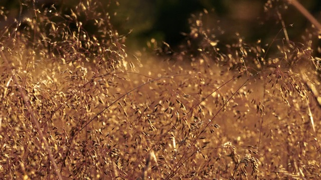 斯堪的纳维亚半岛北部的草在风中摇摆视频素材