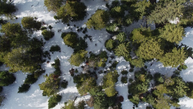 从上到下无人机拍摄的树木生长在雪的Trail Creek，爱达荷州视频下载
