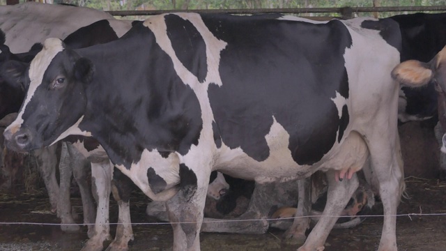牛栏里的母牛。泰国、老挝、缅甸和越南的家畜养殖视频下载