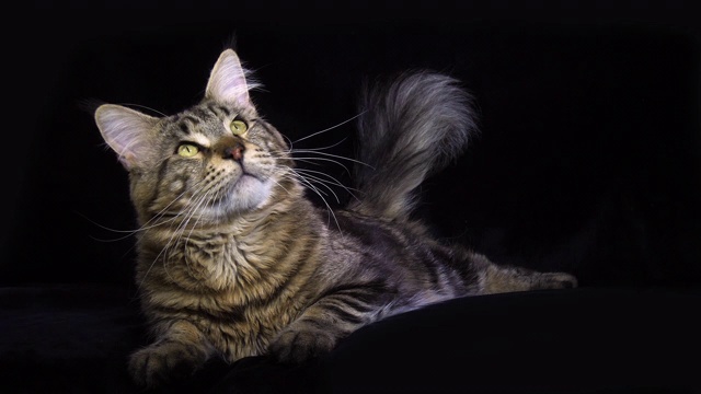 家养褐斑虎斑缅因猫，雄猫躺在黑色背景下，法国诺曼底，慢镜头4K视频下载