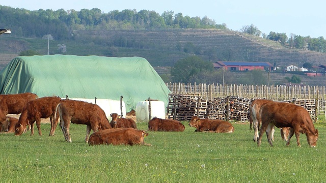 牛在户外的草地上吃草。视频下载